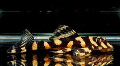 L168 dekeyseria brachyura - discus loricaridi