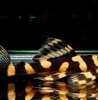 L168 dekeyseria brachyura - discus loricaridi