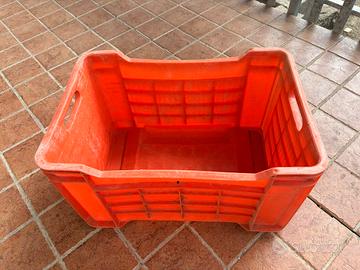 Cassette per olive o frutta