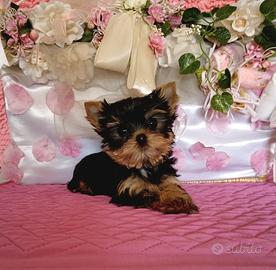Yorkshire Terrier con pedigree
