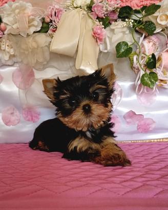 Yorkshire Terrier con pedigree