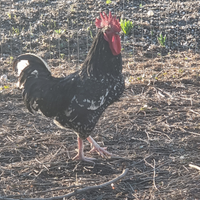 Gallo