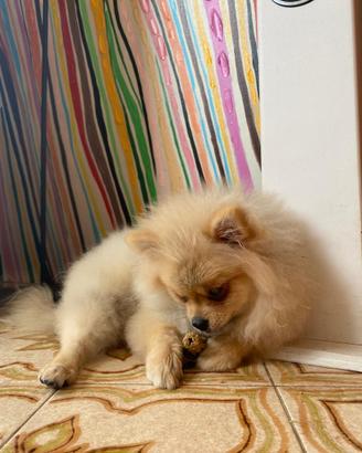 Spitz di Pomerania femmina con pedigree enci