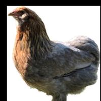 Uova e pulcini Araucana