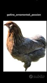 Uova e pulcini Araucana