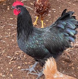 Galli e Galline Australorp Araucana