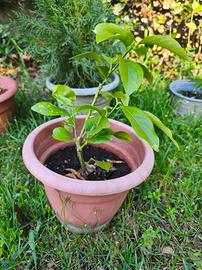 piante di limone