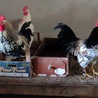 Galletti nani rustici