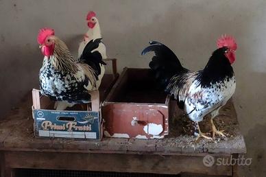 Galletti nani rustici