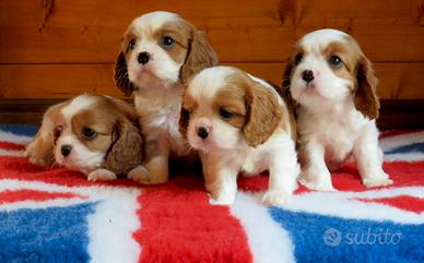 Allevamento affisso ENCI cavalier king