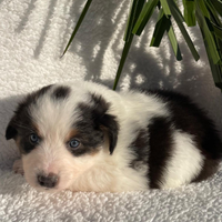 Milko cucciolo di pastore australiano