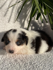 Milko cucciolo di pastore australiano