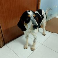 Trudy bracco francese