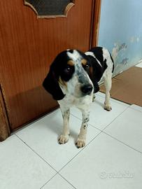 Trudy bracco francese