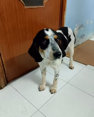 Trudy bracco francese