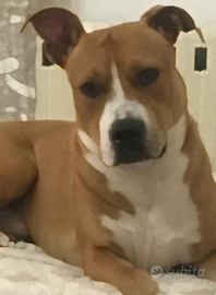 Amstaff MASCHIO X MONTA