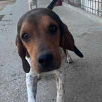 Beagle razza piccola da lepre
