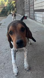 Beagle razza piccola da lepre