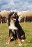bovari-del-bernese-con-pedigree-ed-affisso-enci