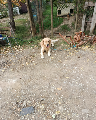 Golden Retriever