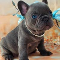 BULLDOG FRANCESE - BOULEDOGUE cuccioli pag.12 mesi