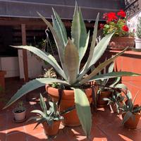 Pianta di Agave gigante in vaso