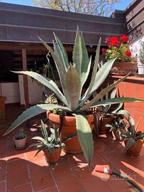 Pianta di Agave gigante in vaso