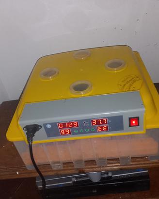 incubatrice