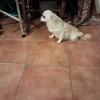 Chihuhua femmina pelo lungo