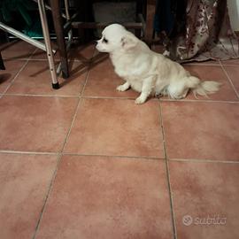 Chihuhua femmina pelo lungo