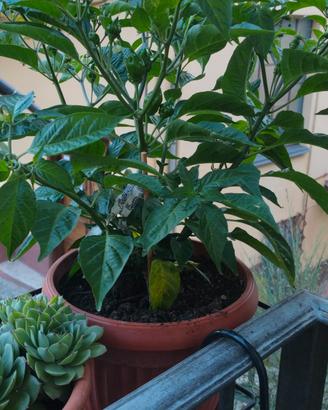 Peperoncino Aji Limo