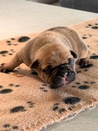 Cuccioli bulldog francese