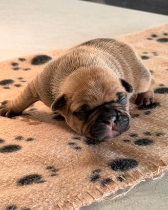 Cuccioli bulldog francese