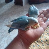 Inseparabili da allevare a mano