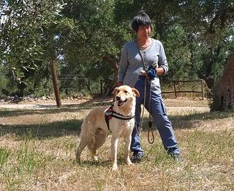 Ciabatta il cucciolo cresciuto in gabbia