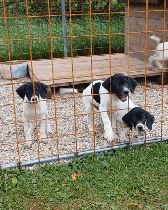 Pointer inglesi