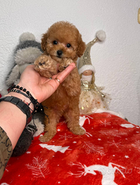 Splendida Barboncina Femminuccia