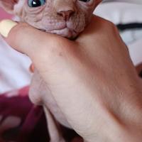 Cuccioli di Canadian sphynx