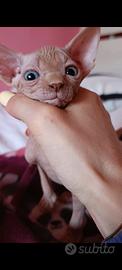 Cuccioli di Canadian sphynx