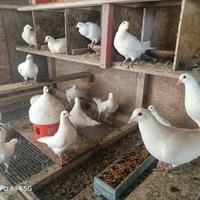 Piccioni California Bianchi