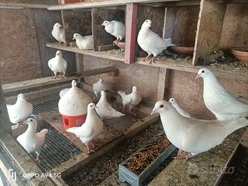 Piccioni California Bianchi