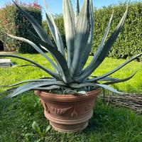 Vaso in terracotta con Agave