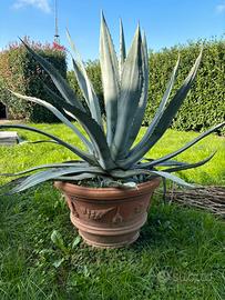 Vaso in terracotta con Agave