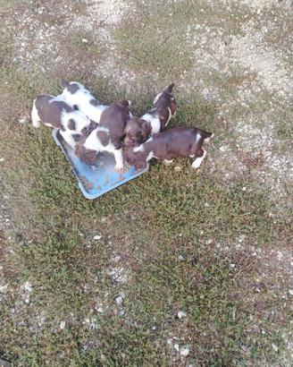 Springer Spaniel con pedigree