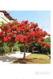 Albero di fuoco