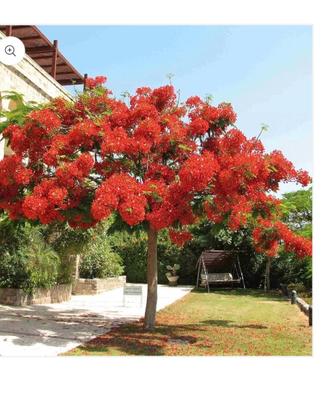 Albero di fuoco