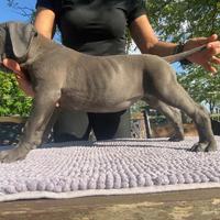 Cuccioli cane corso