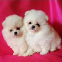 Cuccioli spitz pomerania bianchi solo femmine