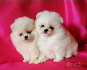 Cuccioli spitz pomerania bianchi solo femmine