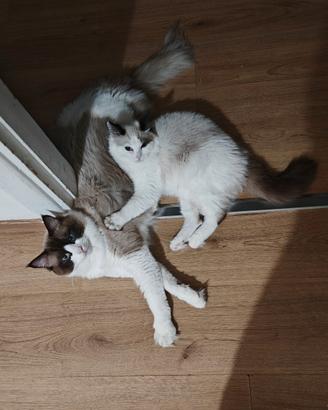 Gatti ragdoll